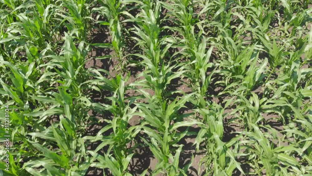 Flying over green corn agriculture field 4K Flying over green corn agriculture field 4K