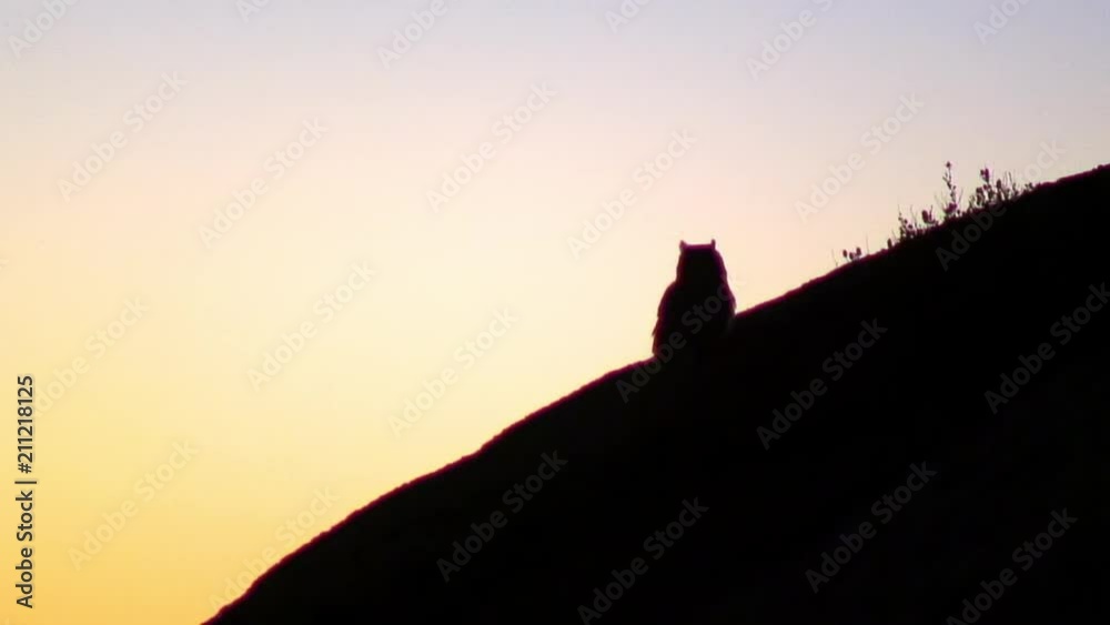 Owl on Cliff at Sunset, Namibia, Africa Owl on Cliff at Sunset, Namibia, Africa