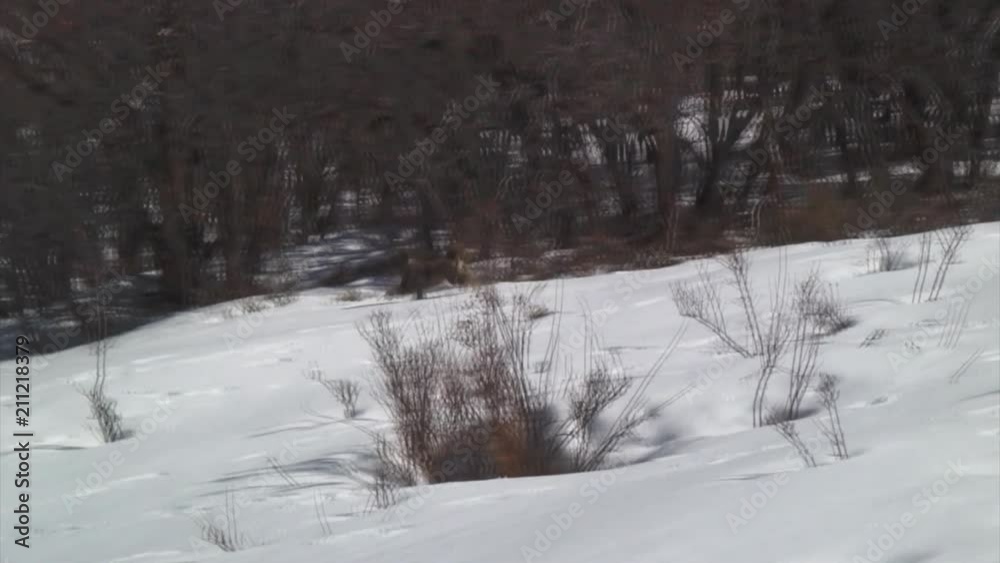 Dog Searching Something in Snow, Park City Dog Searching Something in Snow, Park City