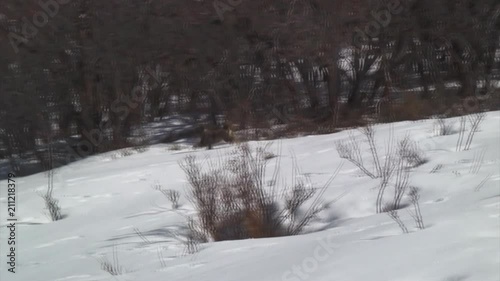 Wallpaper Mural Dog Searching Something in Snow, Park City Torontodigital.ca