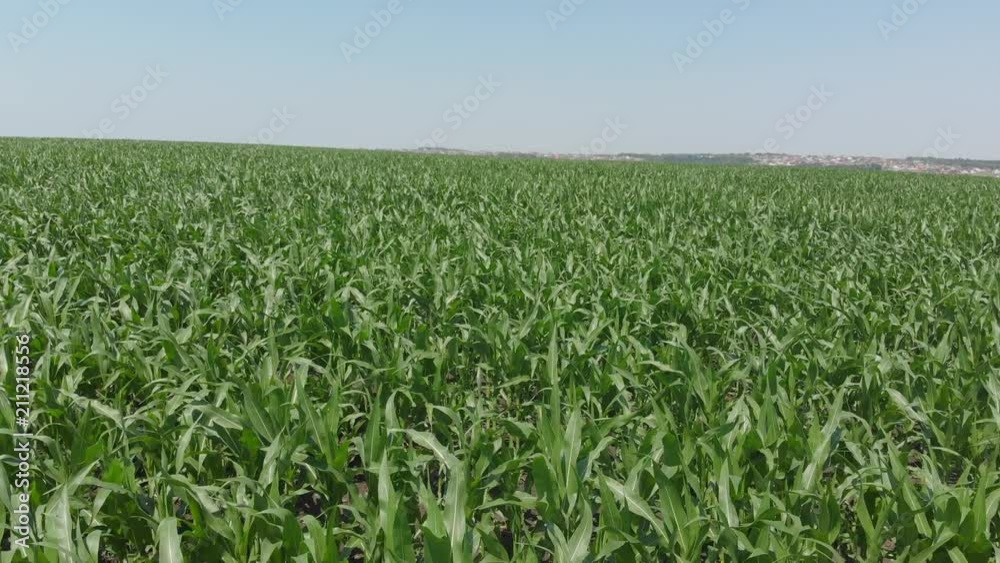 Flying over green corn agriculture field 4K Flying over green corn agriculture field 4K