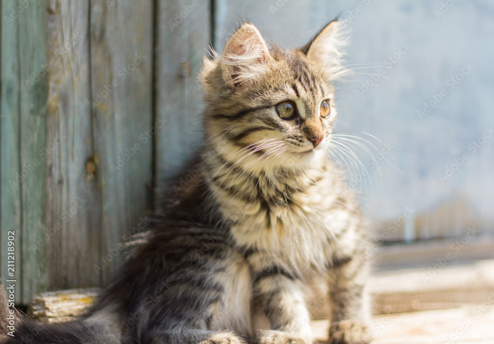 Fototapeta premium beautiful grey kitten sitting on the boards
