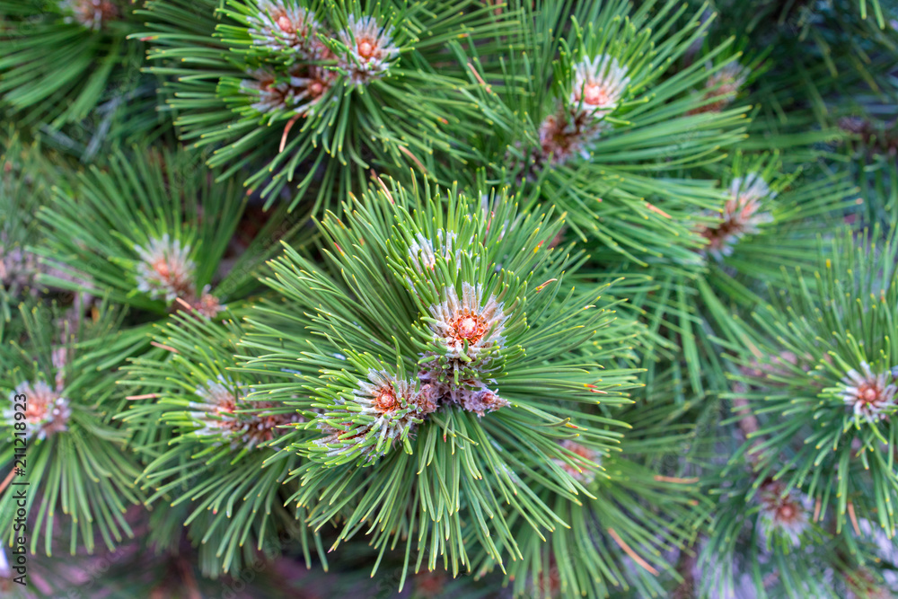 Background of Christmas tree branches for designers. Branches of conifer background. Background a texture tree branches for a Christmas card Background of Christmas tree branches for designers. Branches of conifer background. Background a texture tree branches for a Christmas card