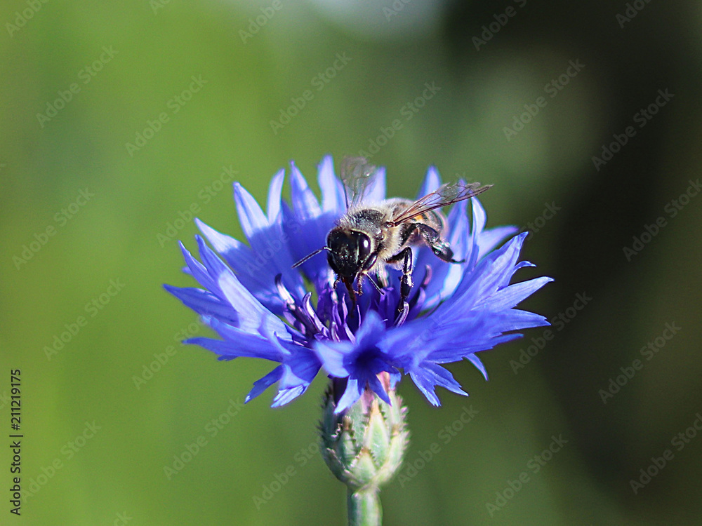 The bee collects pollen from a blue field flower on a green background. Macro photo of a field plant and insects in the rays of sunlight. A warm and pleasant atmosphere of a summer sunny meadow. The bee collects pollen from a blue field flower on a green background. Macro photo of a field plant and insects in the rays of sunlight. A warm and pleasant atmosphere of a summer sunny meadow.