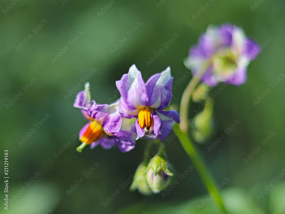 Fototapeta premium Blue flower of a potato on a green blurred background. Macro photo of a field plant and insects in the rays of sunlight. A warm and pleasant atmosphere of a summer sunny meadow. Cultivation of agricul