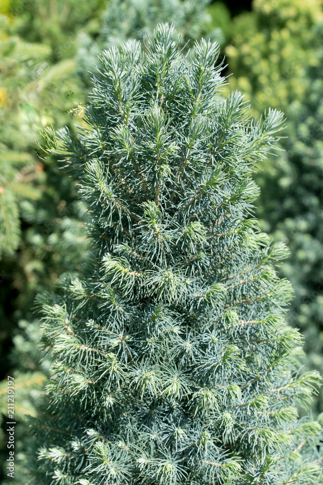 Background of Christmas tree branches for designers. Branches of conifer background. Background a texture tree branches for a Christmas card Background of Christmas tree branches for designers. Branches of conifer background. Background a texture tree branches for a Christmas card