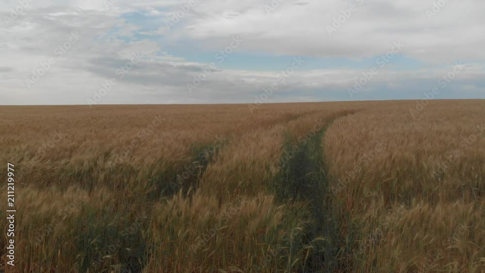 wheat field, shooting in motion. 4k wheat field, shooting in motion. 4k