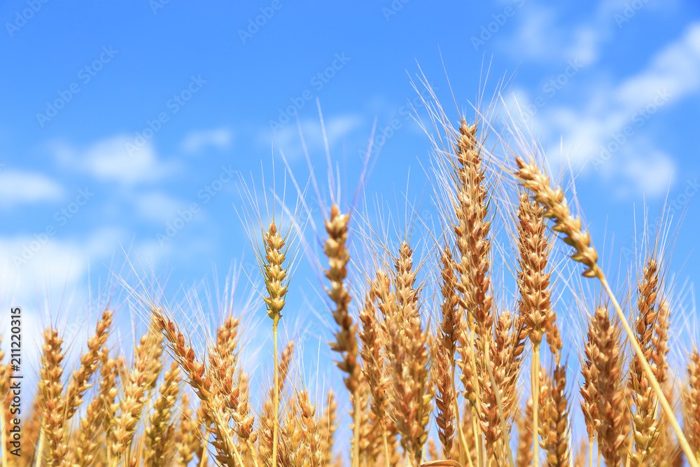 Golden wheat ears on field under blue sky Golden wheat ears on field under blue sky