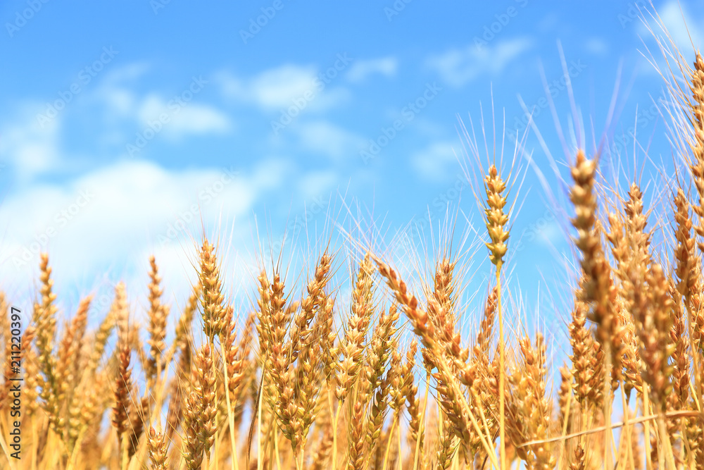 Golden wheat ears on field under blue sky Golden wheat ears on field under blue sky