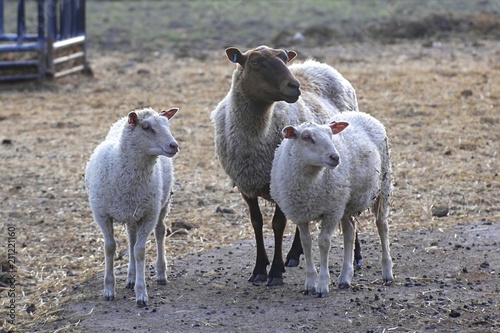 Quadro su tela Lamb and ewes