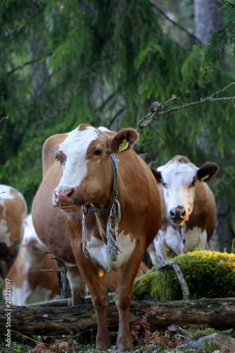 Cattle grazing in a forest pasture in Finland