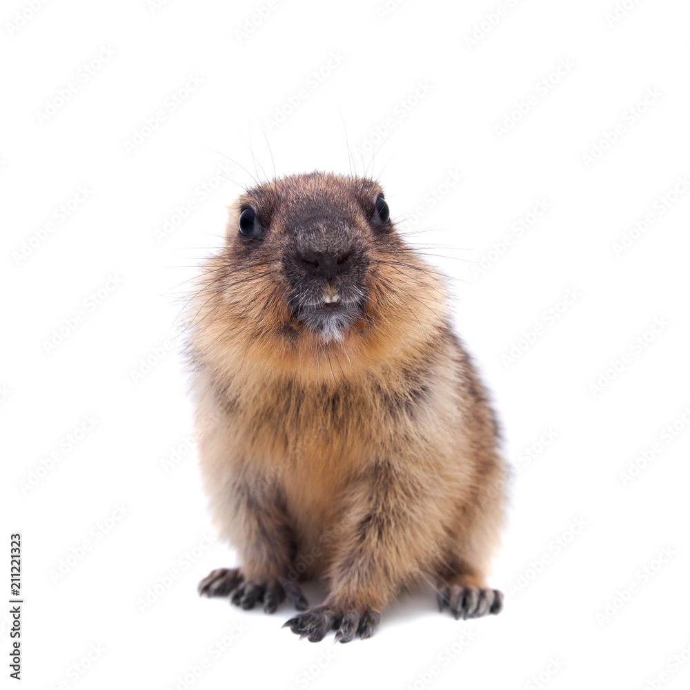 The bobak marmot cub on white The bobak marmot cub on white