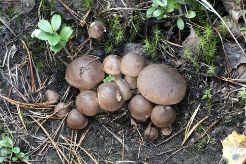 Matt knight, Tricholoma imbricatum, wild mushroom from Finland