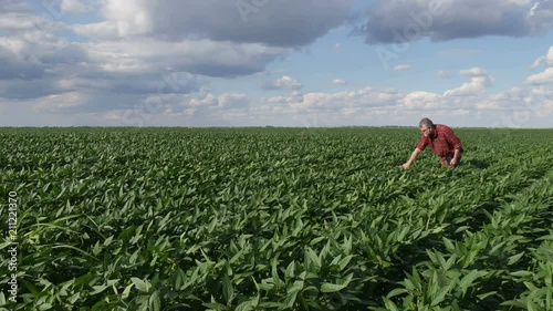 Farmer or agronomist examining green soybean plant in field using tablet, spring time 4K footage