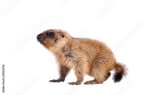 The bobak marmot cub on white