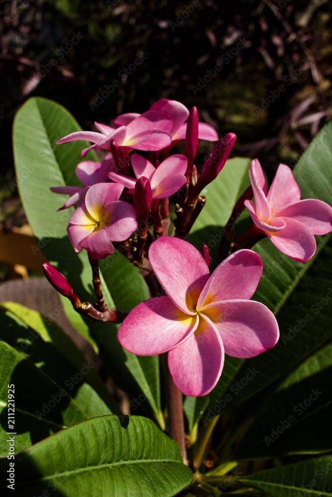 Close up of beautiful pink colored rainbow plumeria (Frangipani) flowers in bloom Close up of beautiful pink colored rainbow plumeria (Frangipani) flowers in bloom