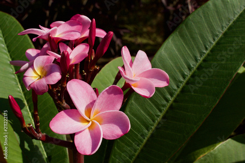 Close up of beautiful pink colored rainbow plumeria  Frangipani  flowers in bloom