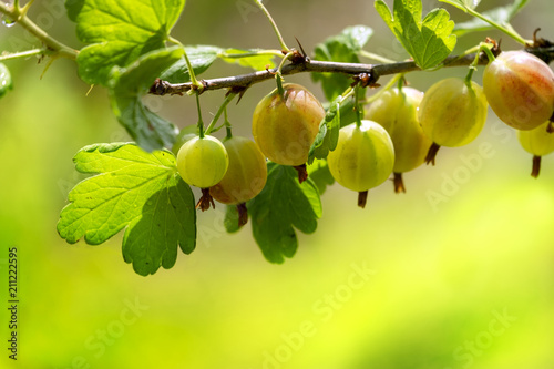 Juicy fresh ripe berries of a gooseberry on a branch  outdoors close-up macro, soft focus. Gooseberry berries with leaves on a light green background.