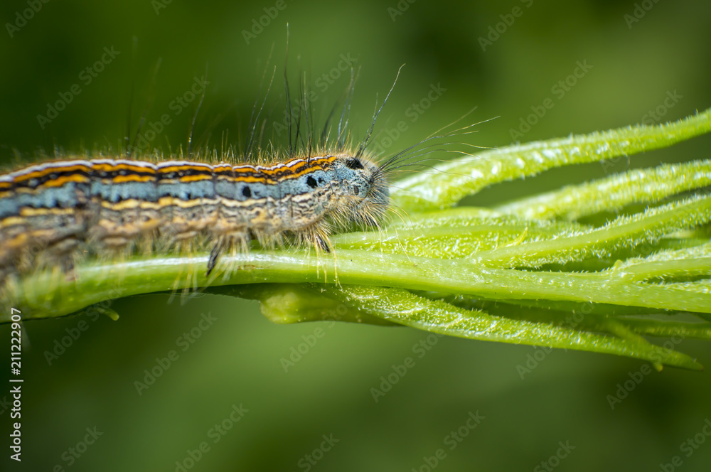 small colorful caterpillar on green leaf in blooming nature
