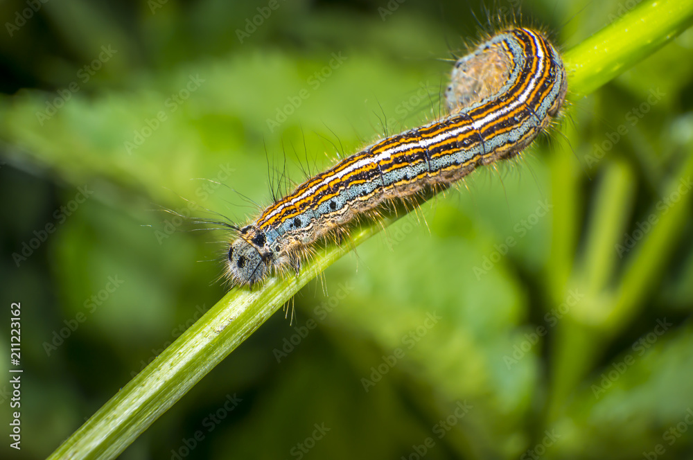 small colorful caterpillar on green leaf in blooming nature small colorful caterpillar on green leaf in blooming nature