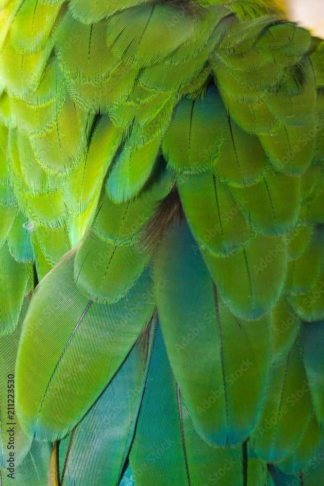 Naklejka premium Beautiful of bird feather