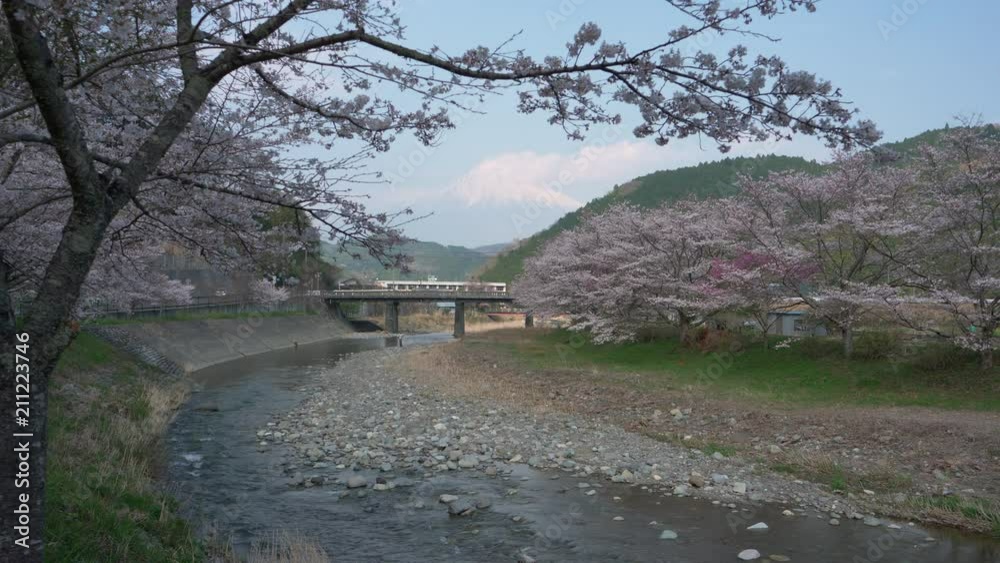 Mt. Fuji over Inase River and Cherry Trees in Full Bloom: Shot in Fujinomiya City, Shizuoka Prefecture (real time) Mt. Fuji over Inase River and Cherry Trees in Full Bloom: Shot in Fujinomiya City, Shizuoka Prefecture (real time)