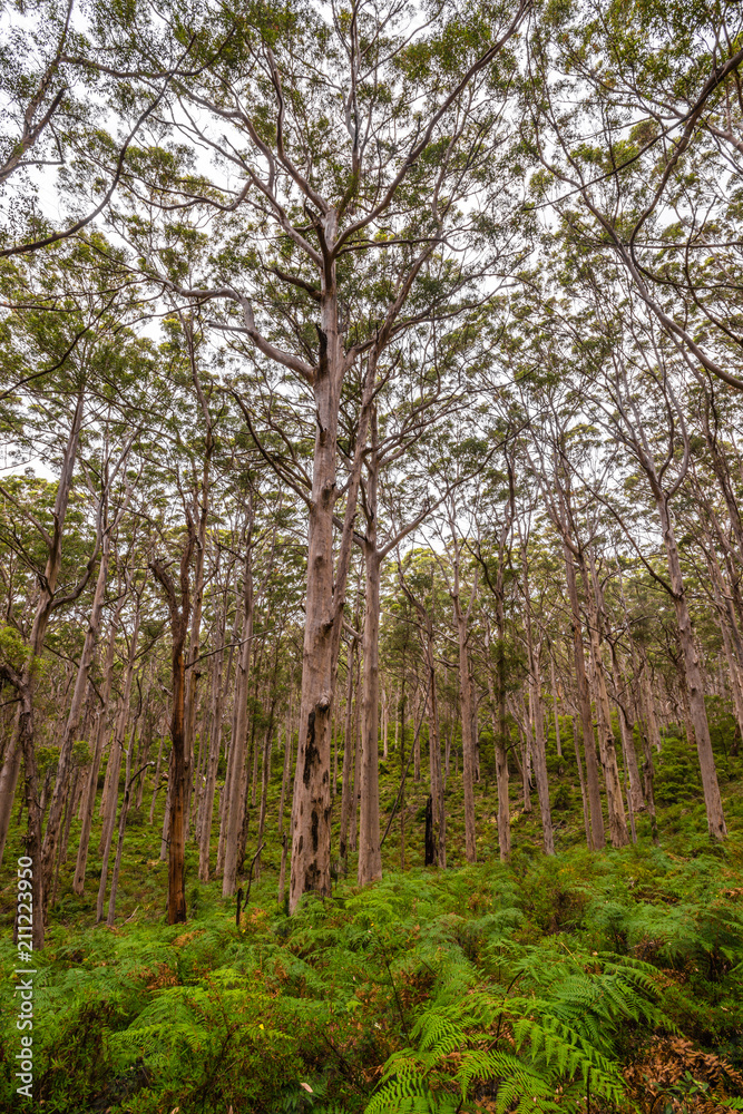 giant ancient eucalyptus trees, some over 400 years old. giant ancient eucalyptus trees, some over 400 years old.