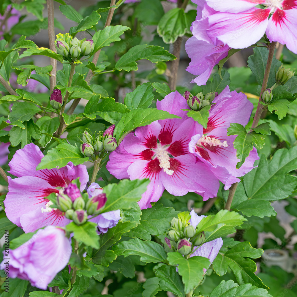 Blühender Hibiskus, Garteneibisch Blühender Hibiskus, Garteneibisch
