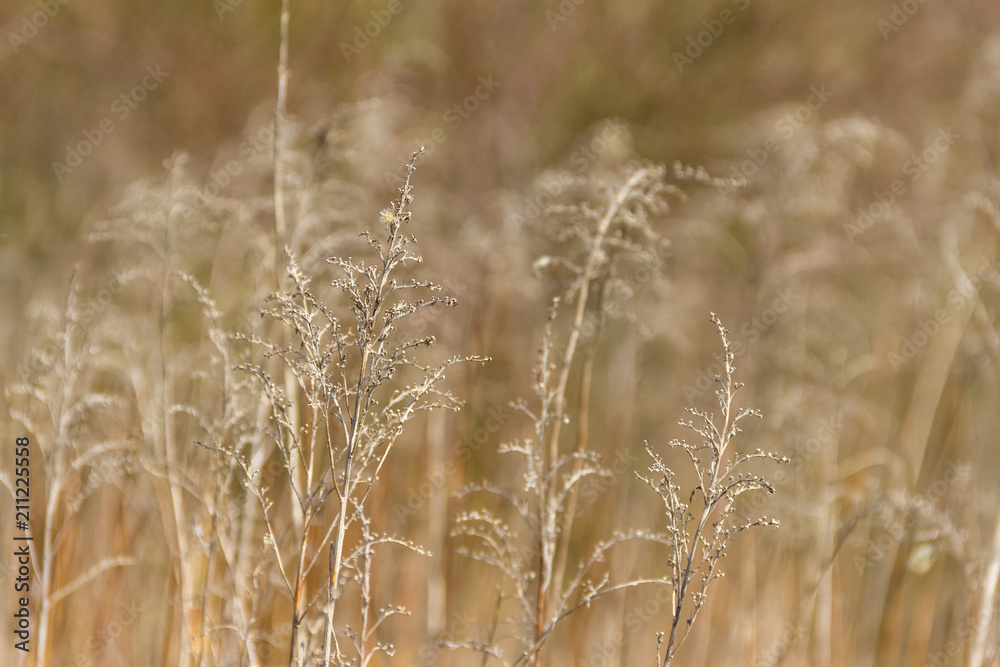 Fototapeta premium sere vegetation closeup