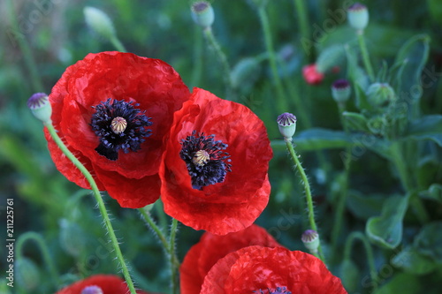 Fototapeta Naklejka Na Ścianę i Meble -  coquelicots