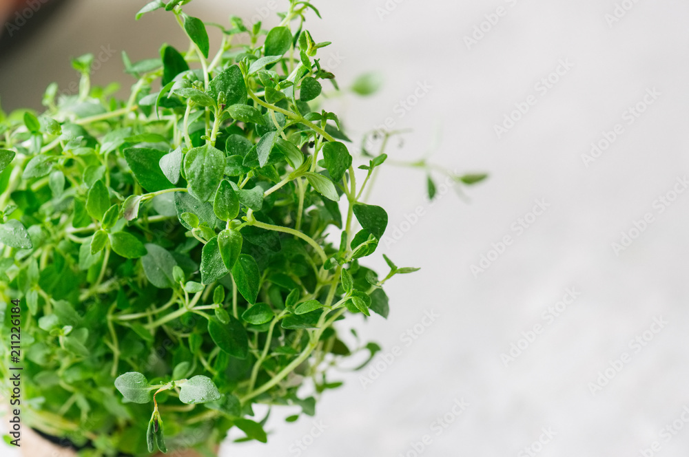 Home gardening concept. Fresh home growth thyme in a pot. Close up. Toned. Selective focus. Home gardening concept. Fresh home growth thyme in a pot. Close up. Toned. Selective focus.