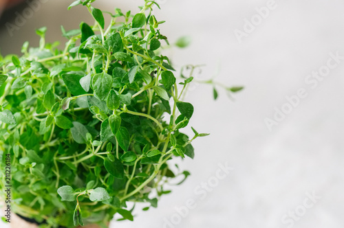 Home gardening concept. Fresh home growth thyme in a pot. Close up. Toned. Selective focus.