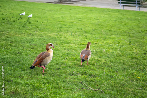 Ducks in the park in Rotterdam, Holland. Selective focus