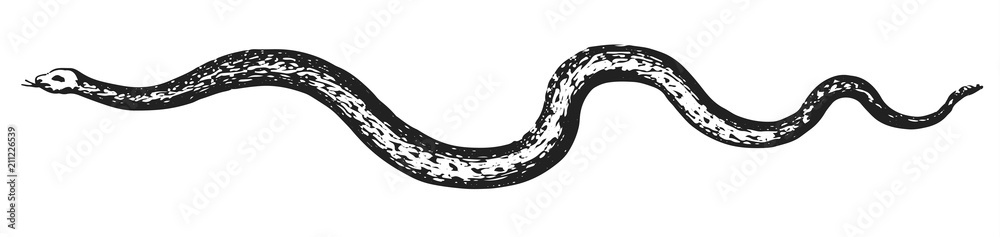 Fototapeta premium Snake #vector #isolated - Schlange