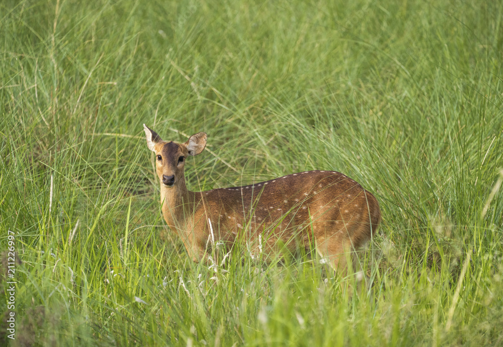 Sika or spotted deer in elephant grass tangle Sika or spotted deer in elephant grass tangle