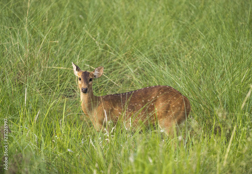 Sika or spotted deer in elephant grass tangle