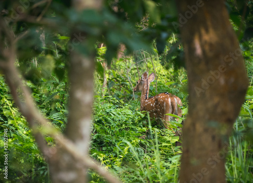 spotted or sika deer in the jungle