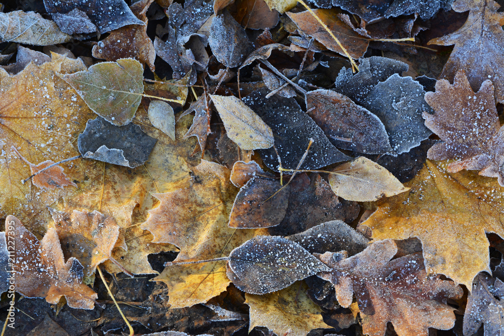 Frozen fallen poplar, oak and maple leaves. Autumn frosts. Nature background.