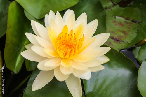 Closeup of Beutiful Lotus Flower.