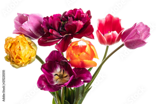 Multicolored tulip flowers isolated on white background