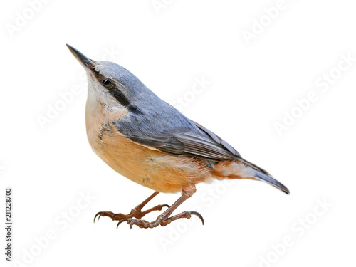 Eurasian nuthatch or wood nuthatch (Sitta europaea) isolated on White background