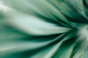 Papier peint photo Photographie macro Feuilles d'agave en gros plan  © paninastock