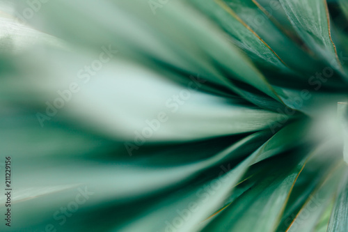 Macro photo of agave leaves.