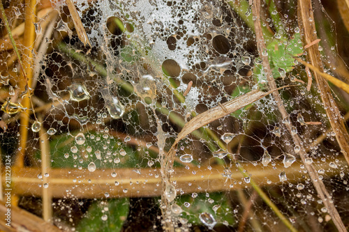 Water droplets on the grass spider web. photo