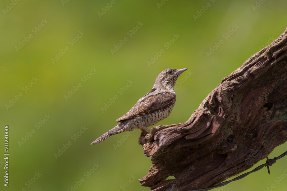 Fototapeta premium Picchio torcicollo (Jynx torquilla)