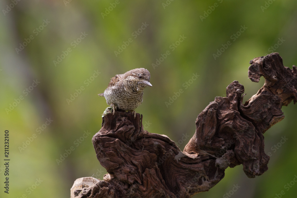 Picchio torcicollo (Jynx torquilla) Picchio torcicollo (Jynx torquilla)