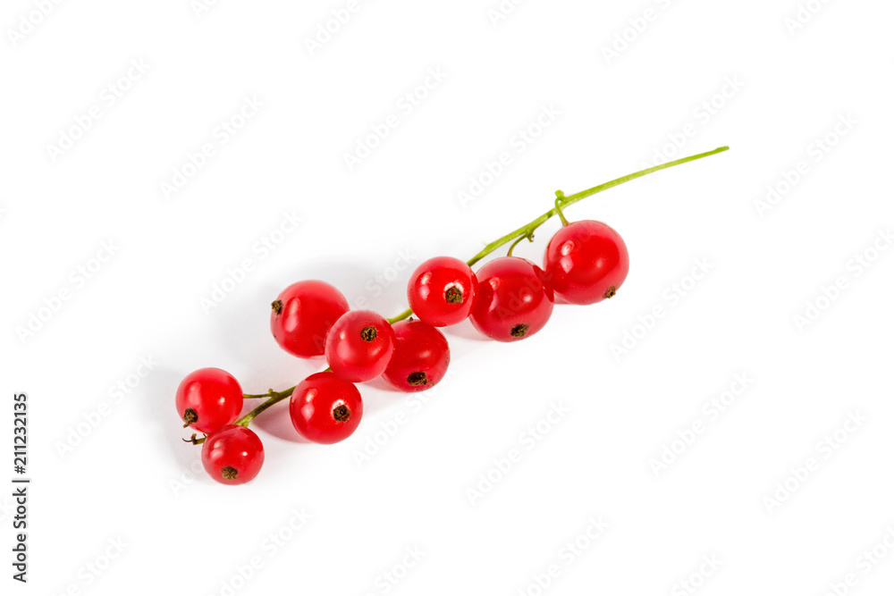 red currant isolated red currant isolated