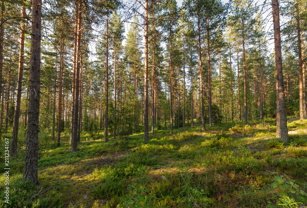 Forest landscape in Finlad at summer day