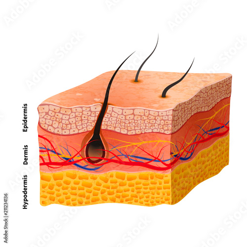 Detailed human skin structure, medical illustration photo