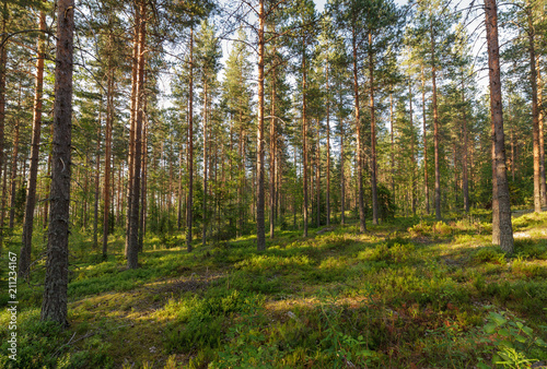 Forest landscape in Finlad at summer day